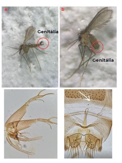 Figura mostrando o dimorfismo sexual em flebotomíneos. No topo, duas imagens: (a) macho com destaque para a genitália externa visível; (b) fêmea com destaque para a região genital, menos proeminente. Abaixo, imagens microscópicas: à esquerda, genitália masculina com estruturas curvas; à direita, genitália feminina com seta indicando a espermateca. Fonte: Fiocruz Minas / Victória Pereira e Fabiana Lara e Eunice Galati/USP.​